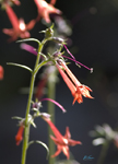 Scarlet Gilia prov 3961